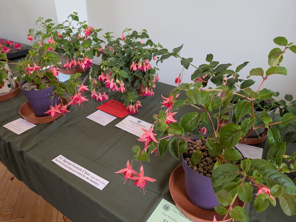 Images from Liss Horticultural Society Summer Autumn Show 2025.