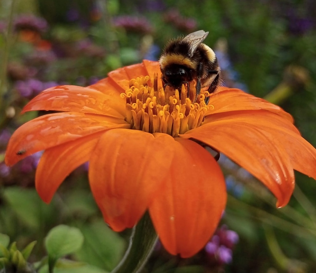Bee on Tithonia Mexican sunflower.