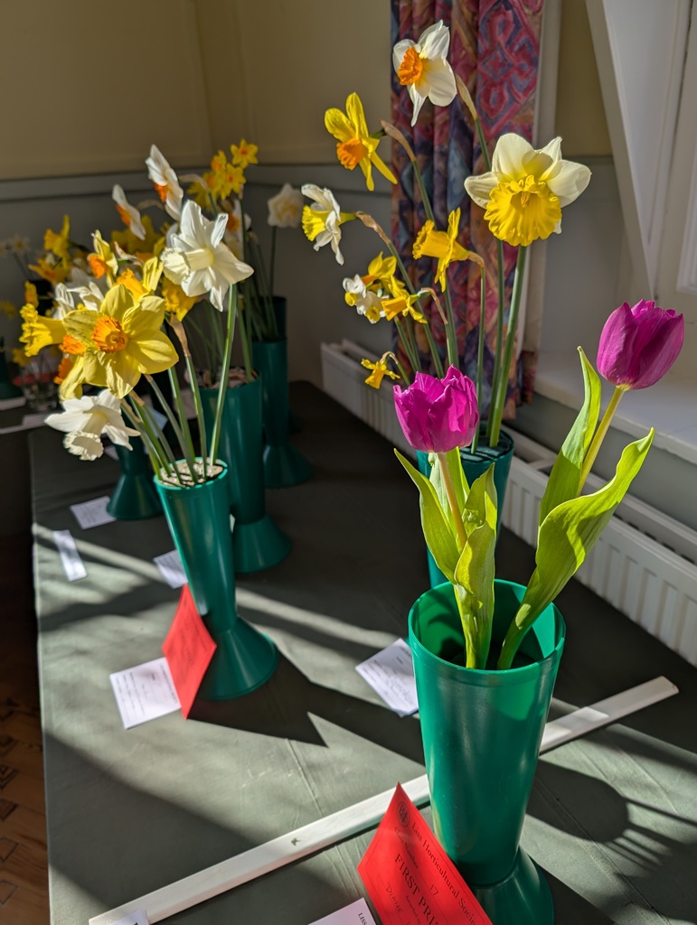 Daffodils and tulips in display vases, image from The Spring Show 2025.