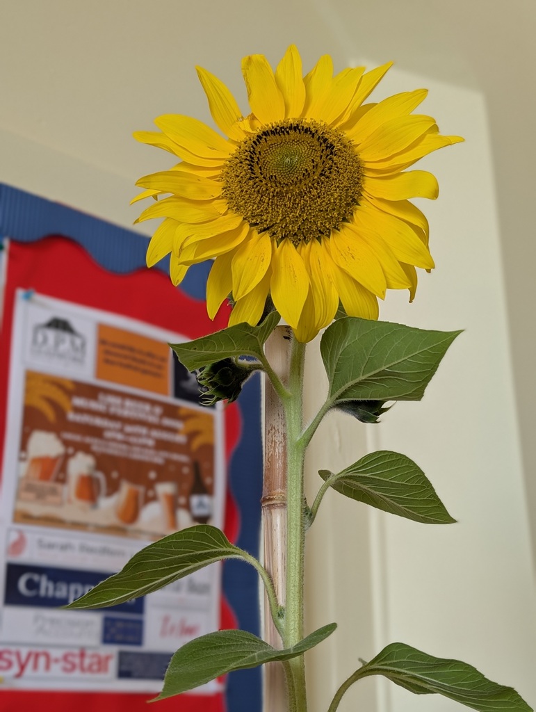 Sunflower show entry.