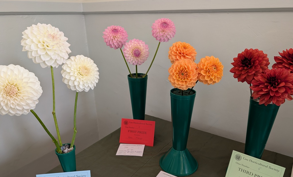 Dahlias in vases entered into the Show.