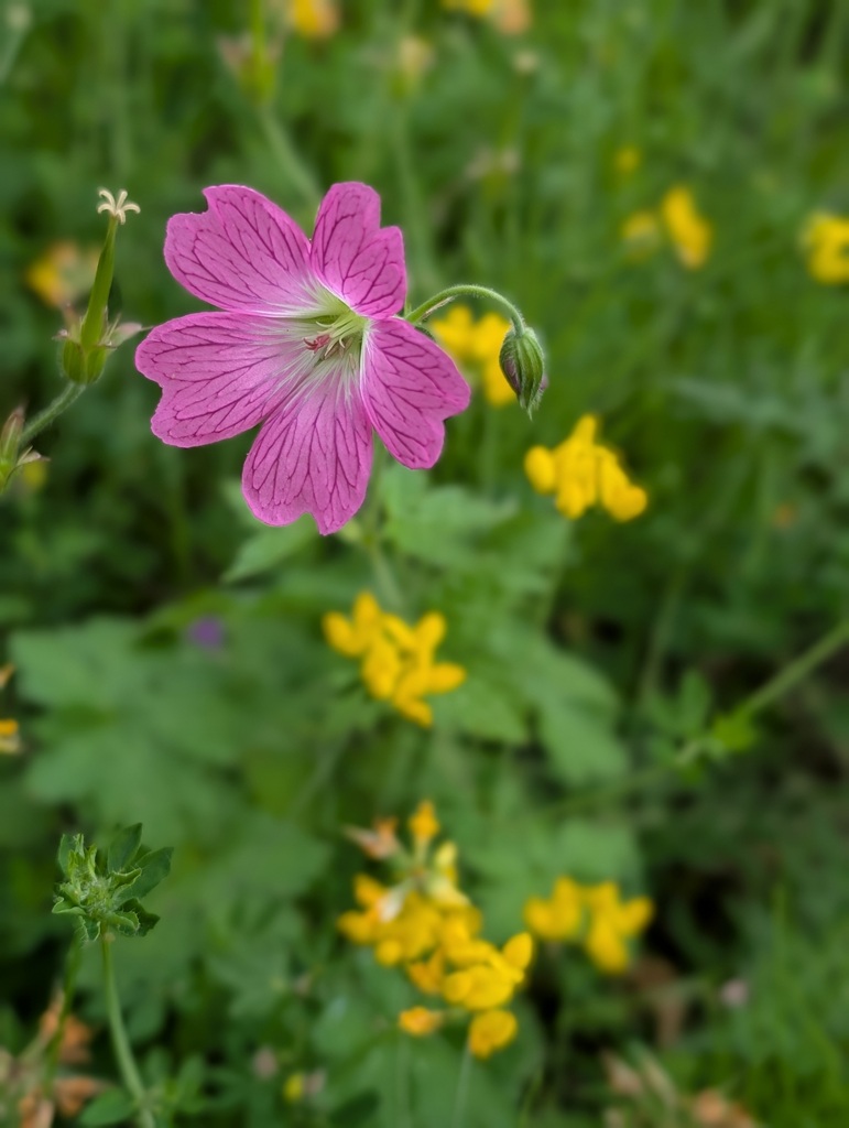 Wildlife gardening images.