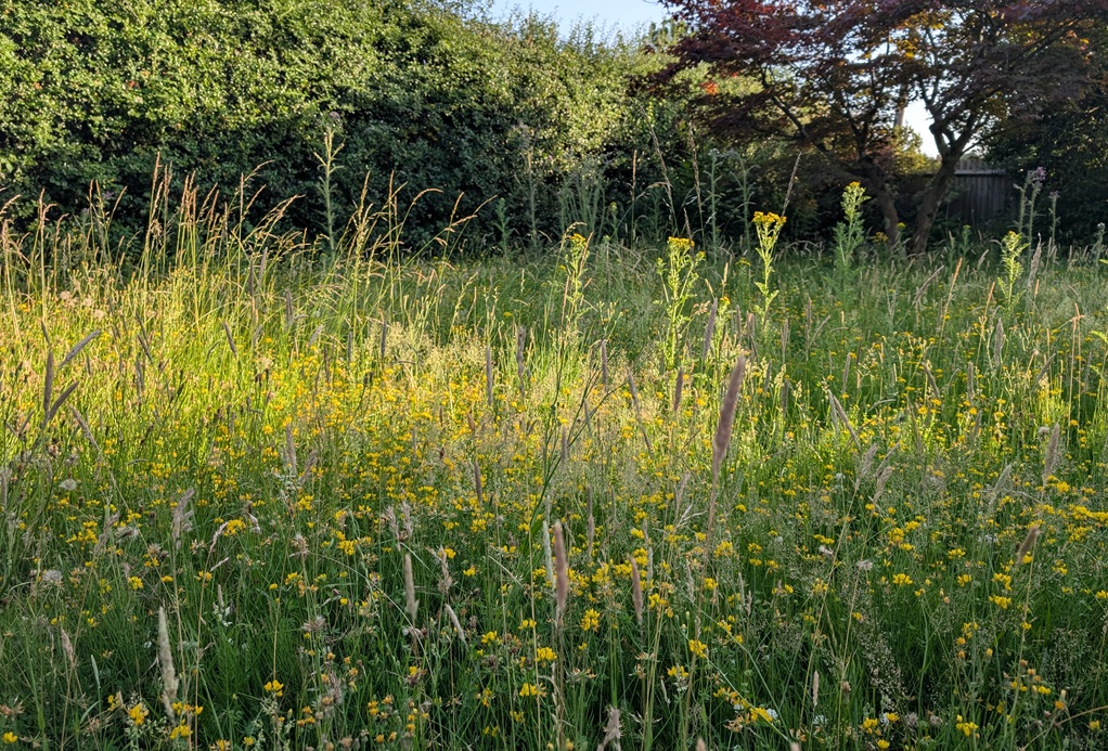 A 'No Mow May' long grass and wildflower lawn.